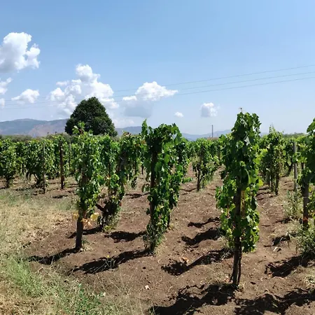 La Vigna Di Maggi * Randazzo
